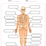 12 Blank Anatomy Worksheets Worksheeto