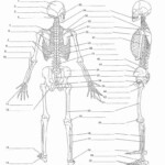 Appendicular Skeleton Worksheet Answers 50 Appendicular Skeleton