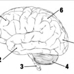 Brain Diagram Labeled Quiz Brain Diagram Brain Anatomy Human Brain