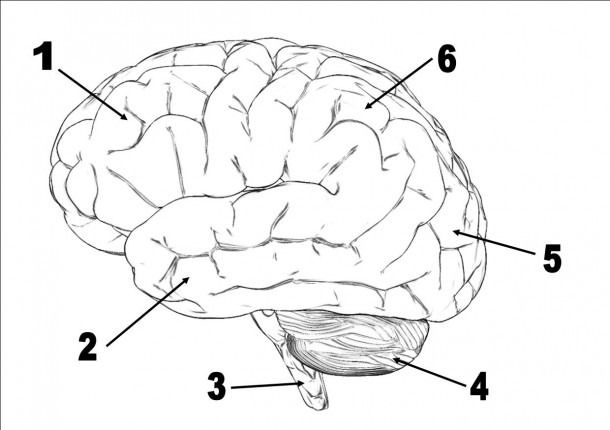 Brain Diagram Labeled Quiz Brain Diagram Brain Anatomy Human Brain 