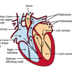 Heart Diagram To Label Printable Printable Word Searches