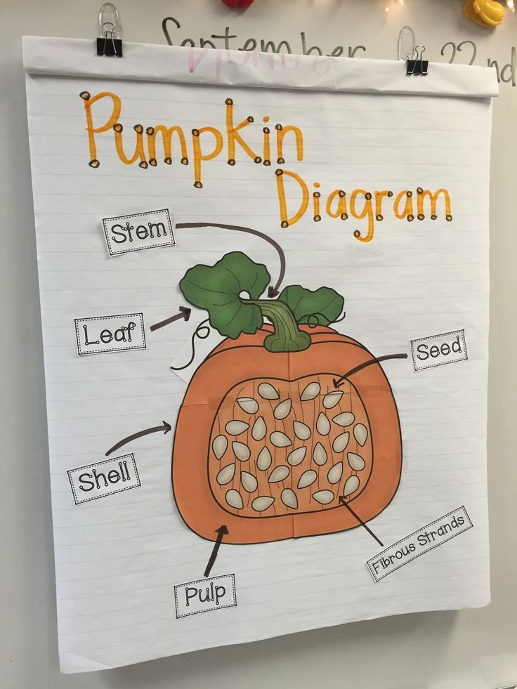 Label Parts Of A Pumpkin Luxury Going Strong In 2nd Grade It S Punkin 