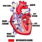 Labeled Pictures Of The Heart Lovely Simple Human Heart Diagram For