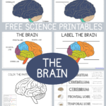 Life Science Printables Parts Of The Brain Worksheets 1 1 1 1