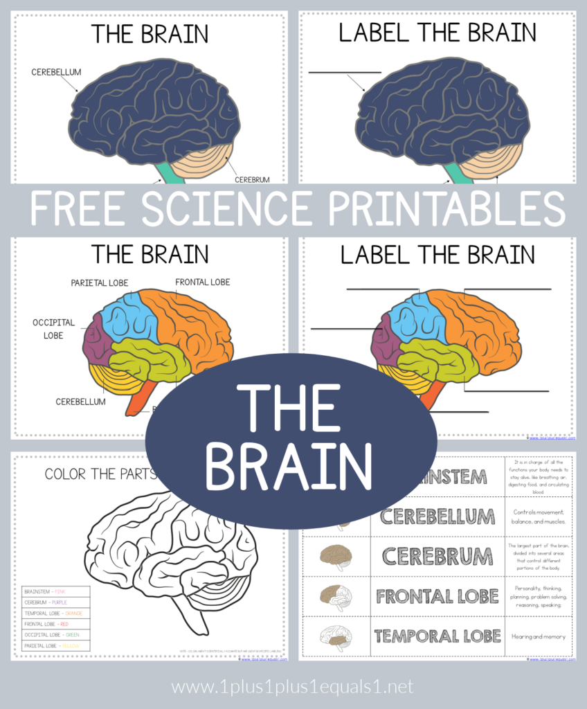 Life Science Printables Parts Of The Brain Worksheets 1 1 1 1 