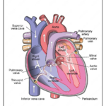 Load Wiring Printable Heart Diagram