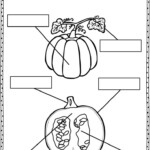 Parts Of A Pumpkin Worksheet Kindergarten Abjectleader