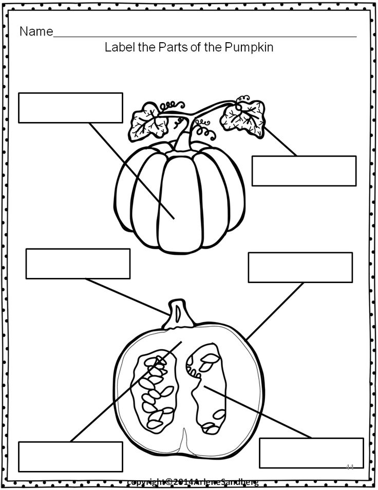 Parts Of A Pumpkin Worksheet Kindergarten Abjectleader