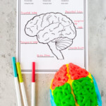 Parts Of The Brain Activity For Kids Brain Diagram And Worksheets For