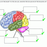 Parts Of The Brain Worksheets 99Worksheets