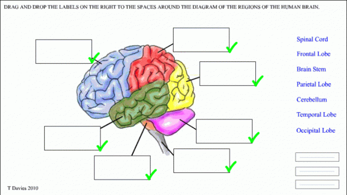 Parts Of The Brain Worksheets 99Worksheets