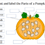 Printable Parts Of A Pumpkin Printable Word Searches