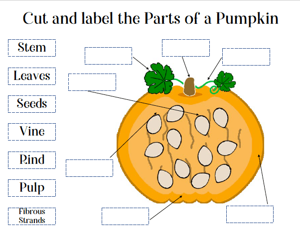 Printable Parts Of A Pumpkin Printable Word Searches